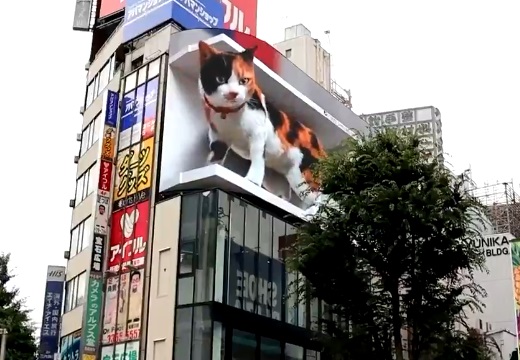 【動画】新宿に出現した「3D巨大ねこ」想像以上のクオリティにネット騒然