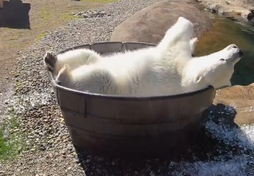 【･(ｪ)･】氷風呂に大喜び！堪能するシロクマが話題に「幸せそうｗ」