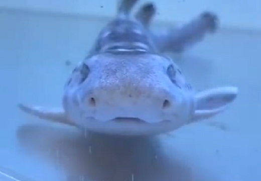 【ﾊﾟﾀﾊﾟﾀﾊﾟﾀﾊﾟﾀ】動きが可愛い笑顔のサメが話題に「変な声が出たｗ」