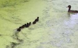 【動画】カルガモ母さんに潜り方を習う8羽の赤ちゃん、可愛いすぎる動画が話題に