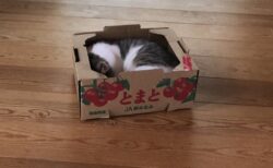 【ちっさ】トマト箱にすっぽり入ってる子猫、顔を出したらめっちゃ可愛いｗ