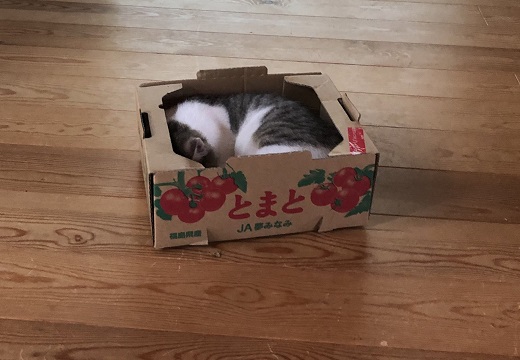 【ちっさ】トマト箱にすっぽり入ってる子猫、顔を出したらめっちゃ可愛いｗ