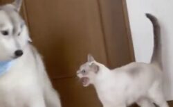 【ｗ】ジャンプ失敗した猫に怒られちゃったハスキーが話題に「表情がｗ」