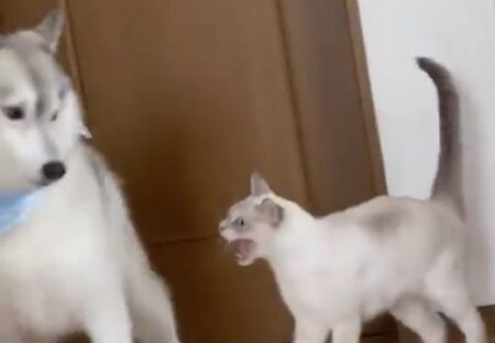 【ｗ】ジャンプ失敗した猫に怒られちゃったハスキーが話題に「表情がｗ」