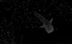 【CGではない】ドローンで撮影した海の中。藻類の気泡が星空のように幻想的