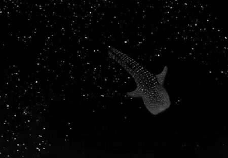 【CGではない】ドローンで撮影した海の中。藻類の気泡が星空のように幻想的