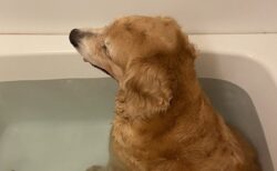 【ｗ】お風呂に入ろうとしたら‥先に湯ぶねで待ってるゴールデンが可愛いすぎる