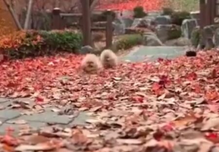 【ふわもふ】落ち葉の上を駆け回る2匹の子犬！たまらない可愛いさｗ