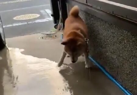 【ｗ】散歩から帰った柴犬ちょびちゃん、自分で丁寧に足を洗う様子がたまらなく可愛い