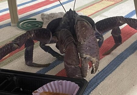 【世界最大の甲殻類】窓を開けておくと部屋にヤシガニが！沖縄 離島の日常がスゴイｗ