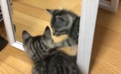(ΦωΦ) 鏡の中の猫と対峙する子猫が話題にｗ