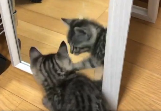 (ΦωΦ) 鏡の中の猫と対峙する子猫が話題にｗ