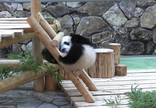 【えぇ】はしごに四苦八苦してるパンダが可愛いすぎるｗ
