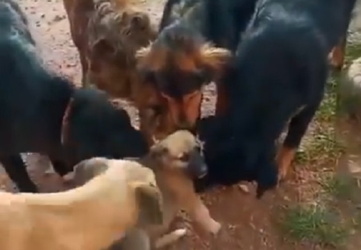 【動画】成犬ばかりの保護施設に来た子犬、大歓迎されるｗ