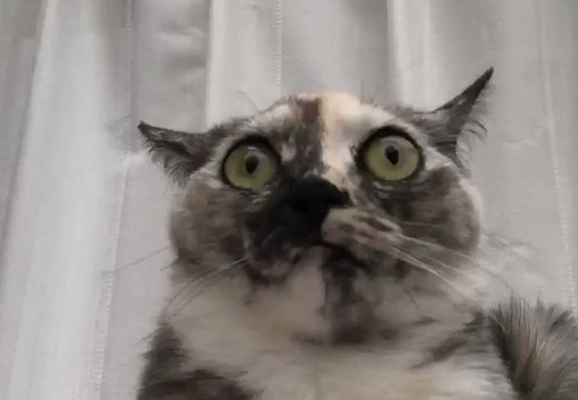 【動画】ゲリラ豪雨と雷！びっくり顔の猫が話題に「ごめん笑っちゃったｗ」