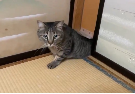 【にゃ】小さなねこ扉から出てくる大きなネコちゃんが話題に「しっぽｗ」