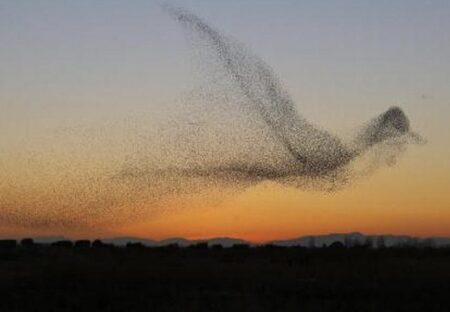 【絶句】猛禽類から身を守るため、巨大な鳥の形の隊形で飛ぶホシムクドリの大群が凄い