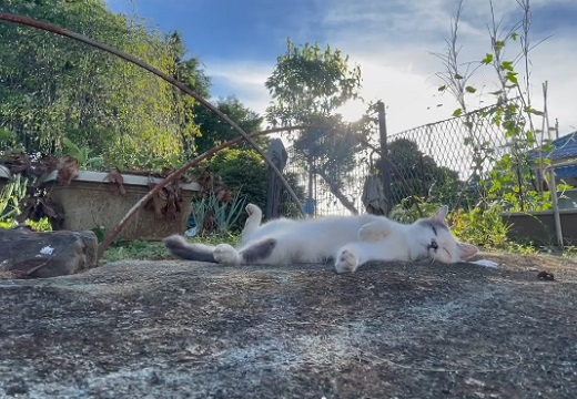 日本の夏】猫が外で昼寝してるだけの動画が大好評「癒し効果すごい 