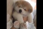 【ぷかーん】救命胴衣を着て水面を漂う犬が話題に「表情ｗ」