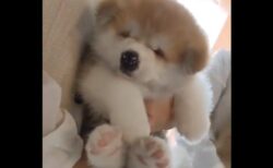 【生後1か月】可愛いすぎる秋田犬の赤ちゃんが話題に「抱っこしたい！」