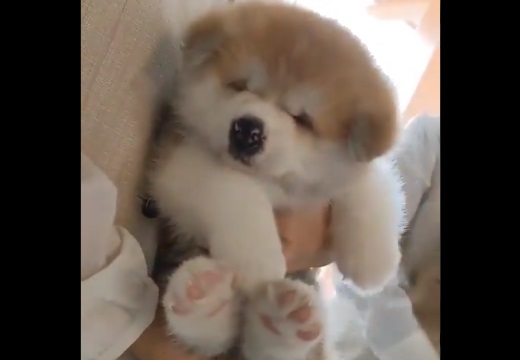 【生後1か月】可愛いすぎる秋田犬の赤ちゃんが話題に「抱っこしたい！」