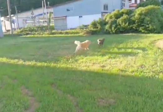 【躍動感ｗ】広い土地ではしゃぎ、のびのび走り回る秋田犬2匹が話題に