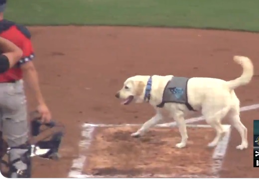 【動画】得意げに球場でお手伝いする犬が話題に「めっちゃ賢い！」