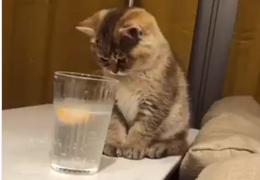 【!?】初めて炭酸水を目の当たりにした猫のリアクション。可愛いすぎるｗ