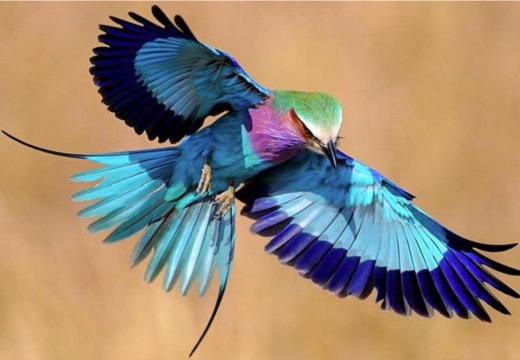 【凄い】14色の羽をもつ、めちゃくちゃ綺麗な鳥が話題に