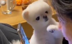 【けなげ】スマホの前に手を出しかまって主張する犬が可愛いすぎる！