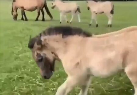 【動画】どうしてもおしりを撫でてもらいたい馬！行動が可愛いすぎるｗ