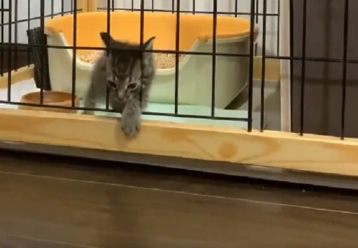 【ｗ】立派なゲージを組み立ててもらった子猫、柵の間からあっさり脱出！