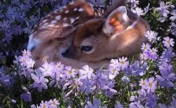 【小鹿】紫色の花畑に埋もれて丸くなるバンビが話題に「絵本みたい！」
