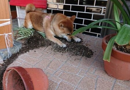 【ｗ】ひっくり返しちゃった植木鉢を隠そうとしてる柴犬が話題に「表情がｗ」