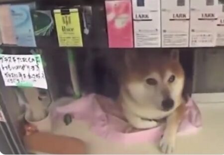 【きゅうりｗ】たばこ屋で店番してる柴犬、お客さんへの大サービスが話題に