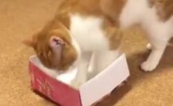 【！】まさかのサイズの箱にすっぽり入ってしまう猫が話題にｗ
