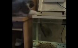 【ｗ】魚から思わぬ反撃を受けた猫のリアクションが話題に