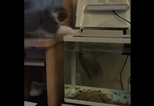 【ｗ】魚から思わぬ反撃を受けた猫のリアクションが話題に