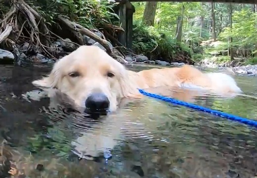 【音が最高】森の中の綺麗な川で涼むゴールデンが話題に「この犬になりたいｗ」