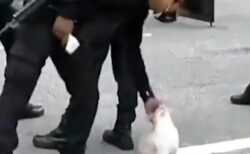 【ｗ】どうしても猫を撫でたい勤務中の警察官、こそこそ撫でまくるｗ