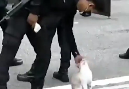 【ｗ】どうしても猫を撫でたい勤務中の警察官、こそこそ撫でまくるｗ