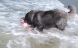 【泣ける】超大型の護衛犬、波で遊ぶ少女が溺れていると勘違いし必死に救助する