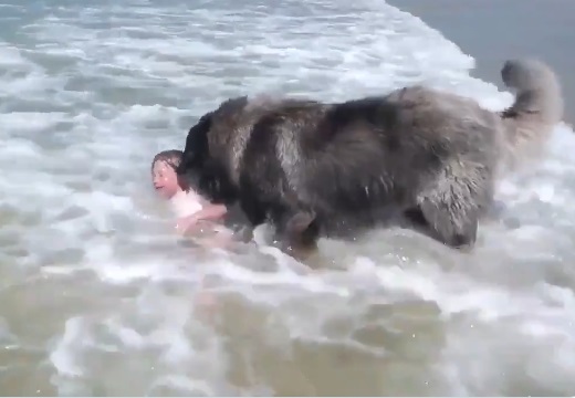 【泣】超大型護衛犬、波で遊ぶ少女が溺れていると勘違いし必死に救助する