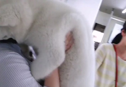 【秋田犬】お姉さんに抱っこされ甘える生後3か月の子犬が話題「無茶苦茶かわいい！」