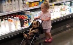 スーパーでベビーカーを押す女児と、ベビーカーに座り付き合う犬が話題にｗ
