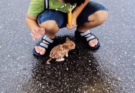 【泣いた】雨のなか子猫を拾った男児、10年後の2人の姿が話題に