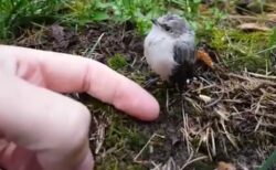 【ﾋﾟﾋﾟﾋﾟﾋﾟ】撮影中のカメラマンに近寄る小鳥、指をさしだしてみたら・・