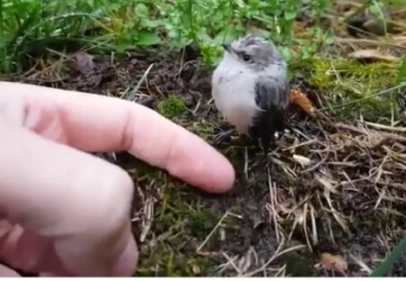 【ﾋﾟﾋﾟﾋﾟﾋﾟ】撮影中のカメラマンに近寄る小鳥、指をさしだしてみたら・・