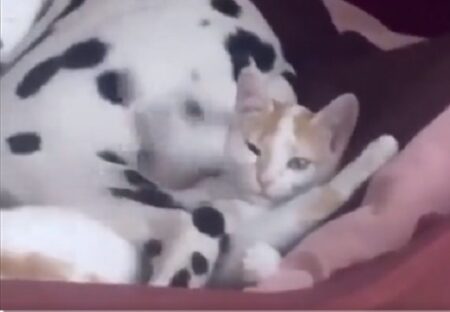 【爆笑】ダルメシアンの足元横で寝ようとする猫、しっぽが頭に当たりまくるｗ