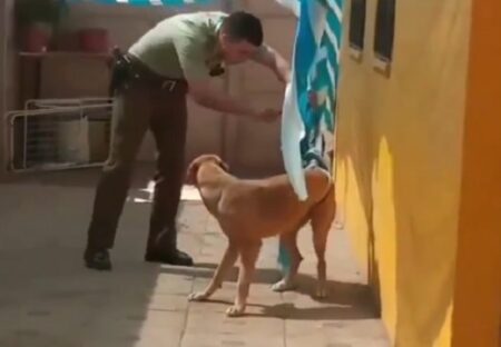 【動画】異常に気づき塀を乗り越え助けにきてくれたおまわりさん、犬が全身でお礼を伝える